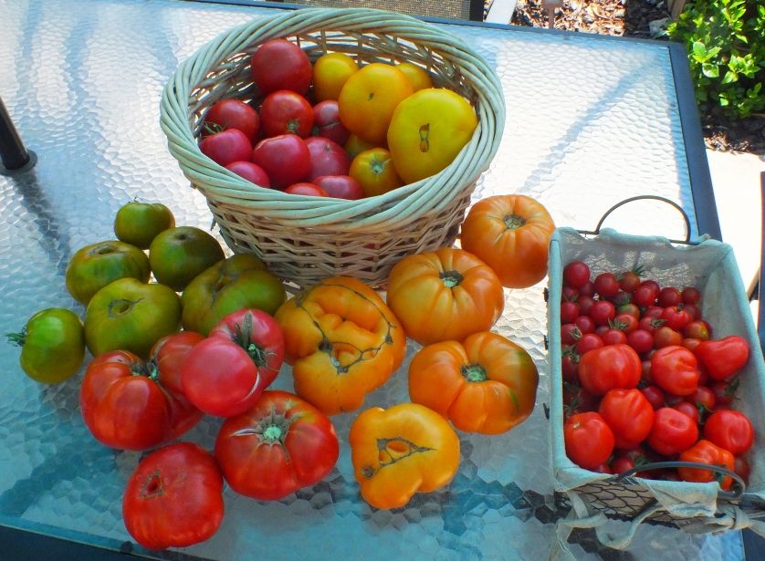 Jul 23 crop 1 photo Jul23crop2_zps19e0d1fb.jpg